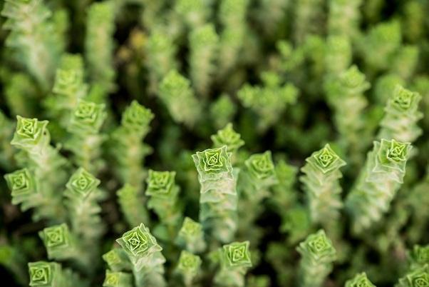 אזובית 1 חוות שירת המדבר - חוויה בין צמחי מרפא