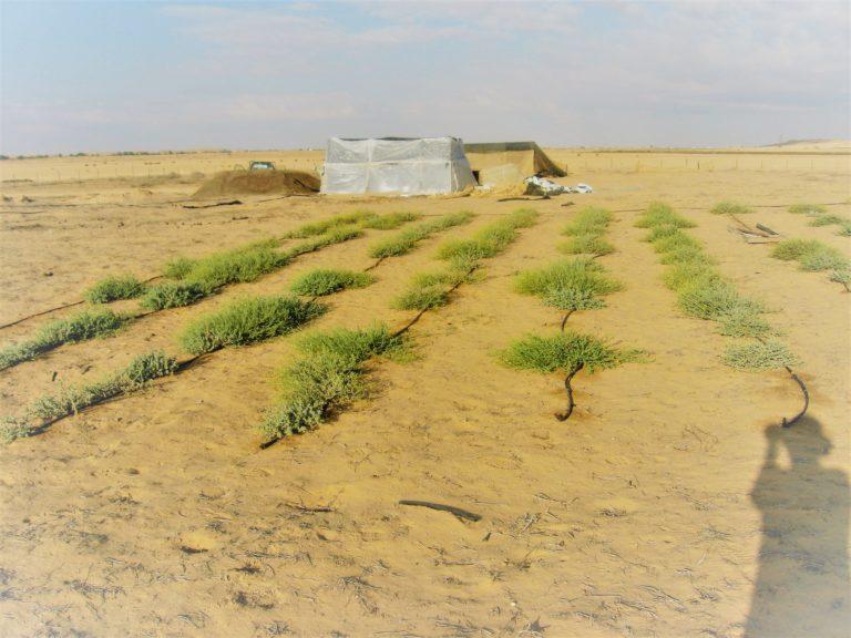 שדה הפרעושית הראשון