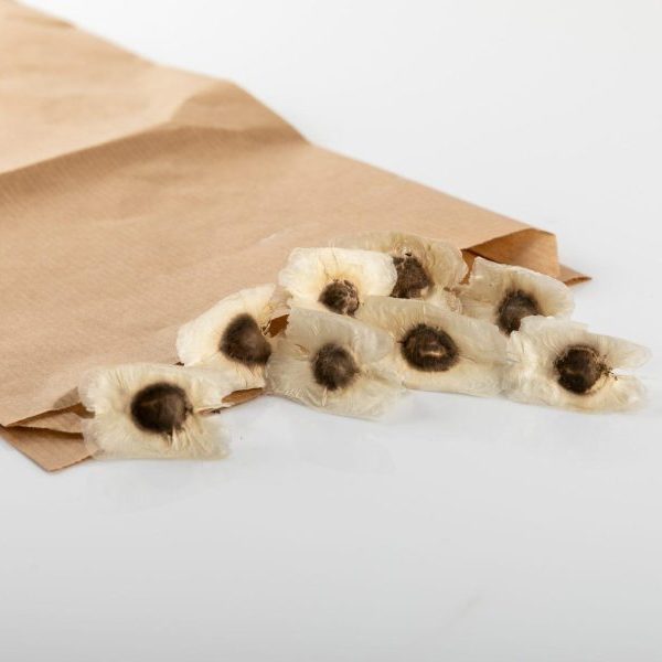 Organic Moringa Seeds