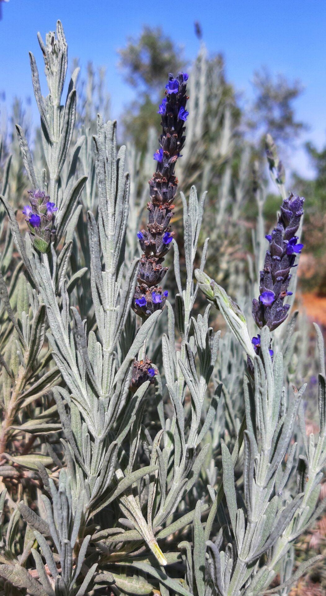 שמן אתרי לבנדר 1 לבנדר3 שמן אתרי לבנדר